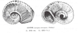 光熱帶螺