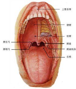 聲帶囊腫