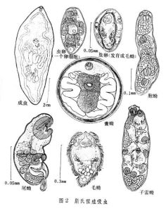 斯氏狸殖吸蟲