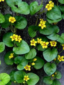 陽朔過路黃 陽朔過路黃