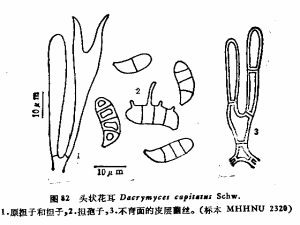 頭狀花耳