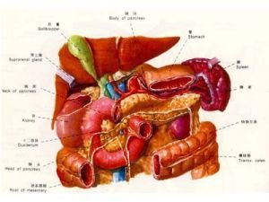 十二指腸懸韌帶