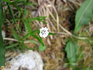 小花扭柄花