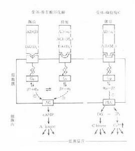 突觸後分子機制示意圖