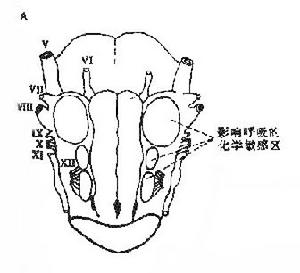 《呼吸運動的調節》