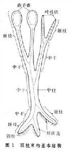 頂枝學說