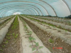 （圖）恰爾巴格鄉設施農業