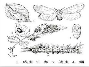 一點突額稈蠅