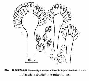 淺黃新薩托菌