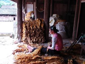 生地頭村村民在將烤菸分級扎把