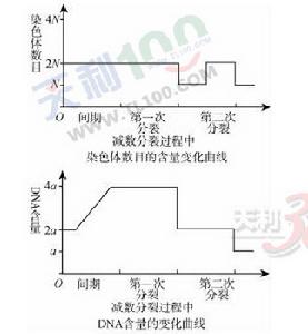 DNA與染色體數目變化圖