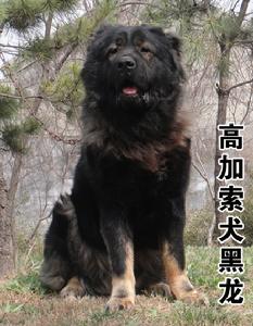 種公犬黑龍坐姿正面照