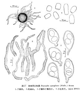 琉璃草白粉菌