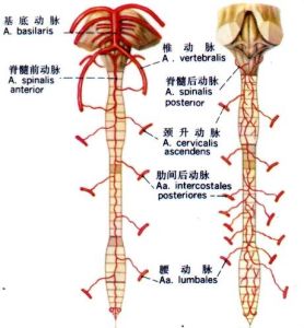 脊髓後動脈