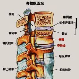 鉤椎關節