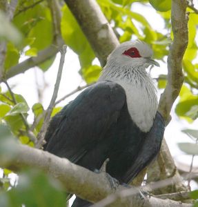 葛摩藍鳩