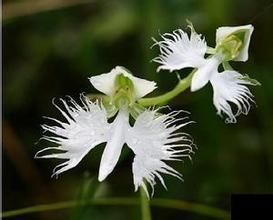 細柱玉鳳花