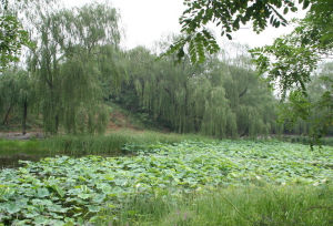 圓明園遺址公園