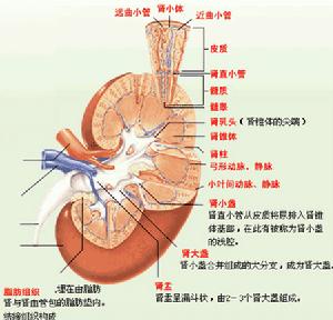 梗阻性腎病