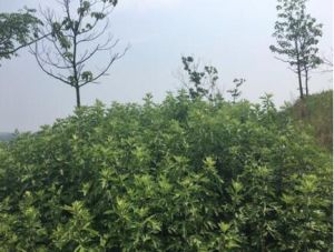 鍶淇集團的種植基地