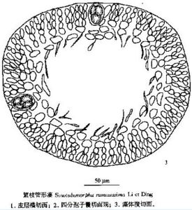 繁枝管形藻