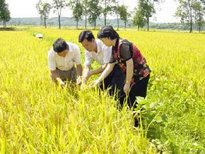 （圖）蘆州鄉