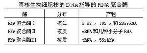 核糖核酸聚合酶