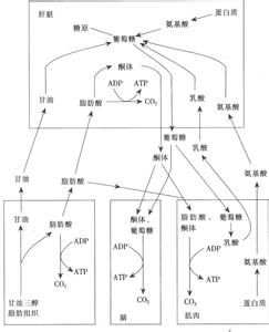 代謝工程