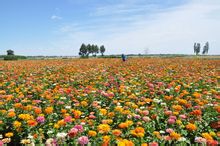 花仙子萬花園