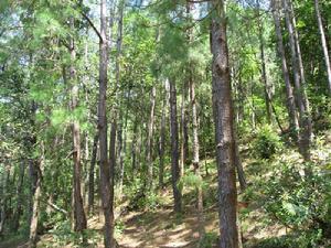 大坪子自然村[雲南保山施甸縣酒房鄉坪子地村大坪子自然村]