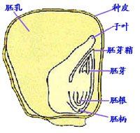 有胚乳種子