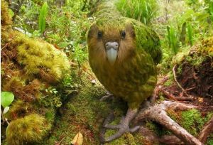 Night parrot