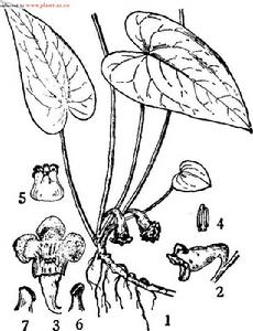 福建細辛，圖註：1.植株，2．花，3．花縱切面，4.雄蕊，5.柱頭，6, 7. 一個柱頭。