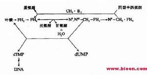 甲基丙二酸尿症