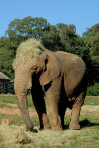 約翰內斯堡動物園——大象