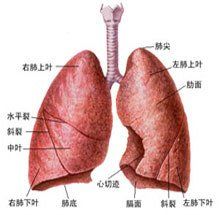 肺部積水