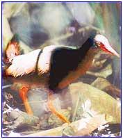 加拉鄢秧雞