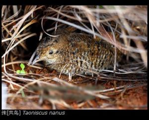 侏[共鳥] Taoniscus nanus