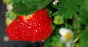 文文草莓採摘園