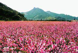 桃花峪[山東泰安景點]