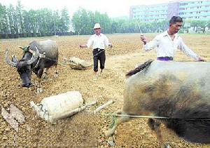 滾架套在石磙上