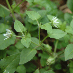 鵝腸菜屬