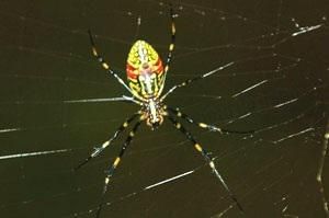 棒絡新婦 Nephila clavata（肖蛸科）