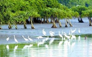 生物海岸