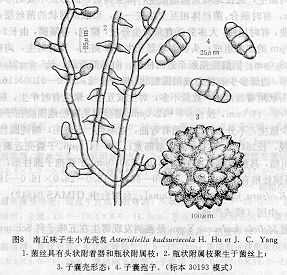 南五味子生小光殼炱