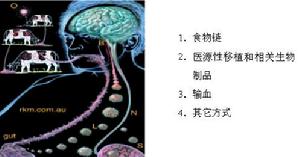 病毒入侵途徑