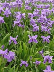 Iris lactea