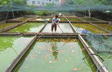 6月17日，李業松在魚塘里打撈死掉的觀賞魚