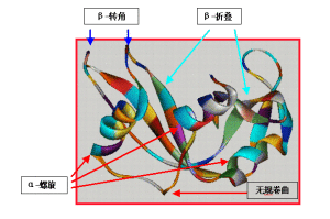 蛋白質二級結構