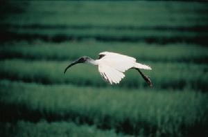 《遷徙的鳥》